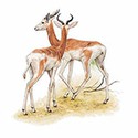 100 Pics Animal Kingdom 1 Answers Level 21