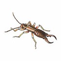 100 Pics Animal Kingdom 1 Answers Level 25