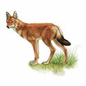 100 Pics Animal Kingdom 1 Answers Level 27