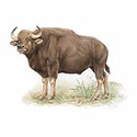 100 Pics Animal Kingdom 1 Answers Level 29