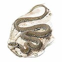 100 Pics Animal Kingdom 1 Answers Level 32