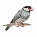 100 Pics Animal Kingdom 1 Answers Level 42