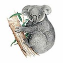 100 Pics Animal Kingdom 1 Answers Level 43