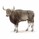100 Pics Animal Kingdom 1 Answers Level 44