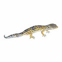 100 Pics Animal Kingdom 1 Answers Level 47