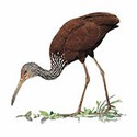 100 Pics Animal Kingdom 1 Answers Level 48