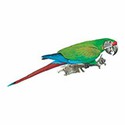 100 Pics Animal Kingdom 1 Answers Level 50