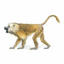 100 Pics Animal Kingdom 1 Answers Level 60
