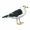 100 Pics Animal Kingdom 1 Answers Level 62