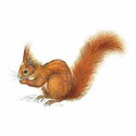 100 Pics Animal Kingdom 1 Answers Level 73