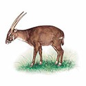 100 Pics Animal Kingdom 1 Answers Level 81