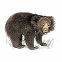 100 Pics Animal Kingdom 1 Answers Level 84