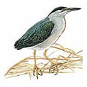 100 Pics Animal Kingdom 1 Answers Level 89