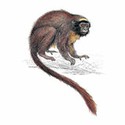 100 Pics Animal Kingdom 1 Answers Level 91