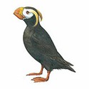 100 Pics Animal Kingdom 1 Answers Level 92