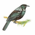 100 Pics Animal Kingdom 1 Answers Level 93