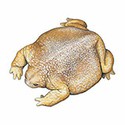 100 Pics Animal Kingdom 1 Answers Level 94