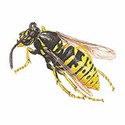 100 Pics Animal Kingdom 1 Answers Level 97