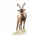 100 Pics Animal Kingdom 1 Answers Level 98