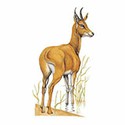 100 Pics Animal Kingdom 2 Answers Level 12