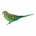 100 Pics Animal Kingdom 2 Answers Level 15