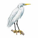 100 Pics Animal Kingdom 2 Answers Level 18