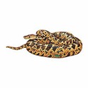 100 Pics Animal Kingdom 2 Answers Level 24