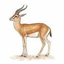 100 Pics Animal Kingdom 2 Answers Level 27