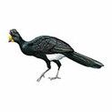 100 Pics Animal Kingdom 2 Answers Level 39