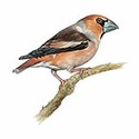 100 Pics Animal Kingdom 2 Answers Level 43
