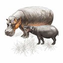 100 Pics Animal Kingdom 2 Answers Level 44