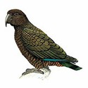 100 Pics Animal Kingdom 2 Answers Level 46