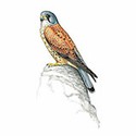 100 Pics Animal Kingdom 2 Answers Level 47