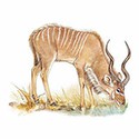 100 Pics Animal Kingdom 2 Answers Level 48