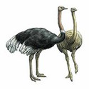 100 Pics Animal Kingdom 2 Answers Level 68