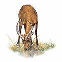 100 Pics Animal Kingdom 2 Answers Level 93