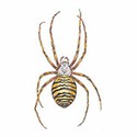 100 Pics Animal Kingdom 2 Answers Level 95