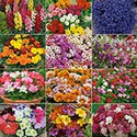 100 Pics Gardening Answers Level 2