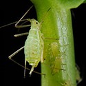 100 Pics Gardening Answers Level 4