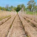 100 Pics Gardening Answers Level 5
