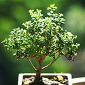 100 Pics Gardening Answers Level 9