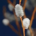 100 Pics Gardening Answers Level 11