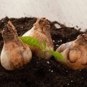 100 Pics Gardening Answers Level 12