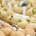 100 Pics Gardening Answers Level 15