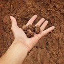 100 Pics Gardening Answers Level 17