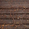 100 Pics Gardening Answers Level 18