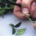 100 Pics Gardening Answers Level 19