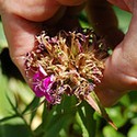 100 Pics Gardening Answers Level 21