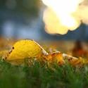 100 Pics Gardening Answers Level 22