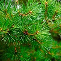 100 Pics Gardening Answers Level 26